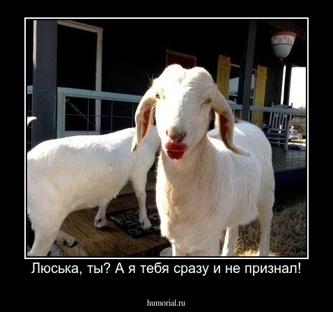 Люська, ты? А я тебя сразу и не признал!