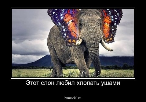 Этот слон любил хлопать ушами