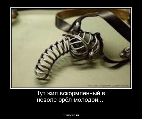 Тут жил  вскормлённый в неволе орёл молодой...