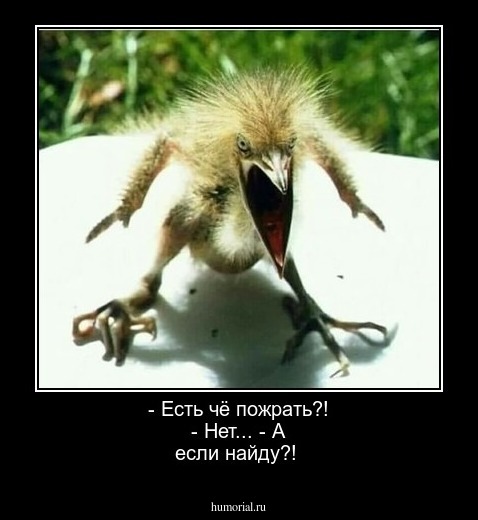 - Есть чё пожрать?! - Нет...  - А если найду?! 