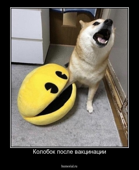 Колобок после вакцинации