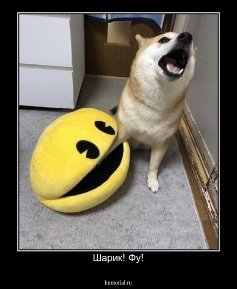 Шарик! Фу!