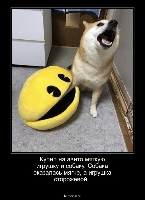 Купил на авито мягкую игрушку и собаку. Собака оказалась мягче, а игрушка сторожевой.