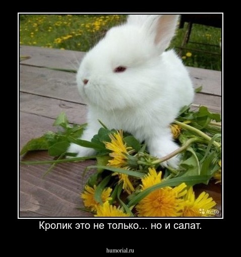 Кролик это не только... но и салат.