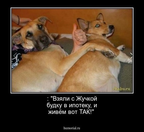  : "Взяли с Жучкой будку в ипотеку, и живём вот ТАК!"