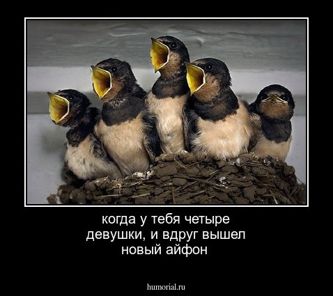 когда у тебя четыре девушки, и вдруг вышел новый айфон 