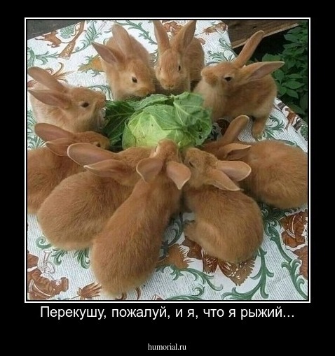 Перекушу, пожалуй, и я, что я рыжий...