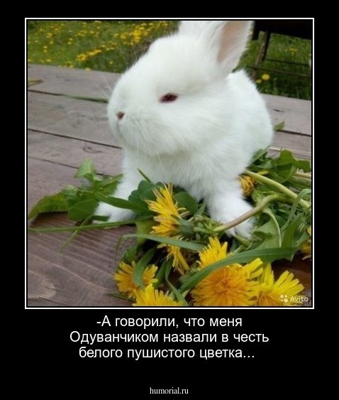 -А говорили, что меня Одуванчиком назвали в честь белого пушистого цветка...