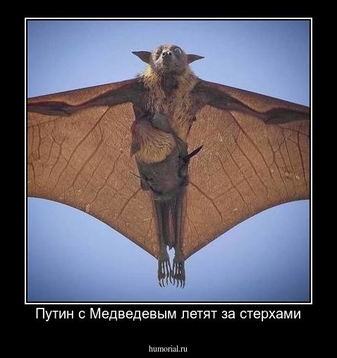 Путин с Медведевым летят за стерхами