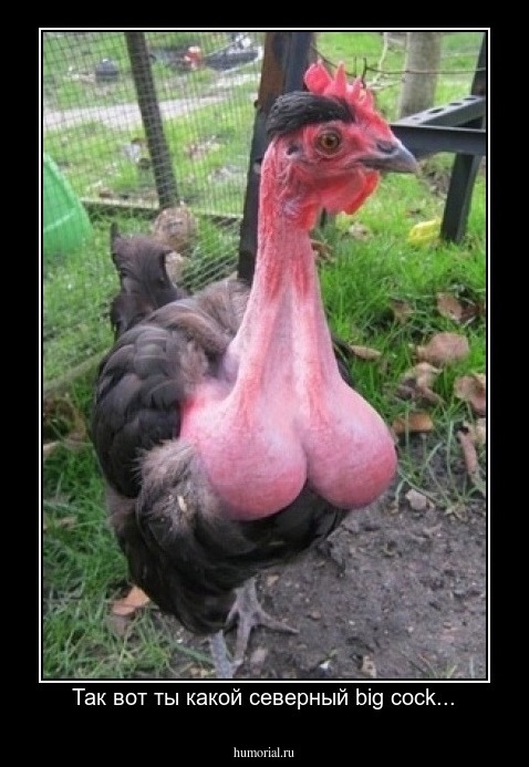 Так вот ты какой северный big cock...
