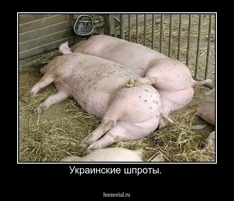 Украинские шпроты. 