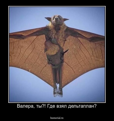 Валера, ты?! Где взял дельтаплан?