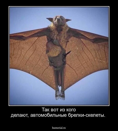 Так вот из кого делают, автомобильные брелки-скелеты. 