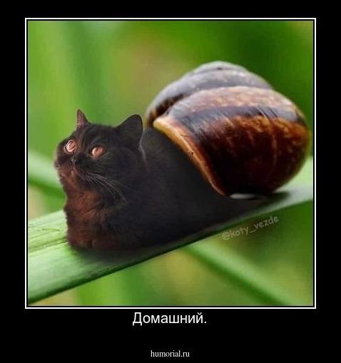 Домашний.