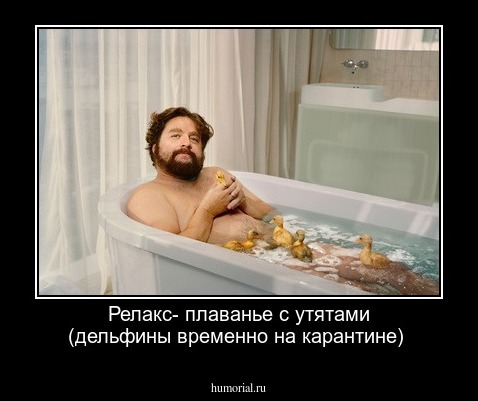 Релакс- плаванье с утятами (дельфины временно на карантине)