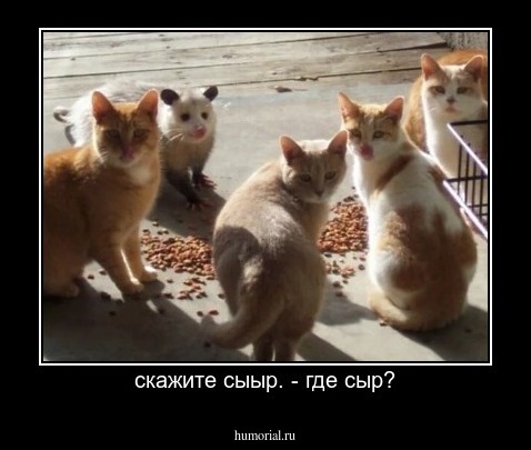 скажите сыыр. - где сыр?