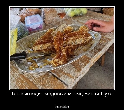 Так выглядит медовый месяц Винни-Пуха