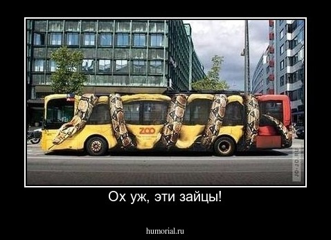 Ох уж, эти зайцы!