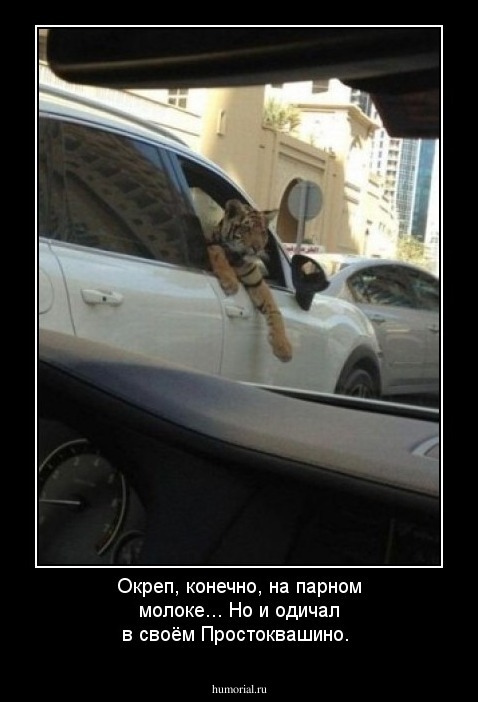 Окреп, конечно, на парном молоке... Но и одичал в своём  Простоквашино.