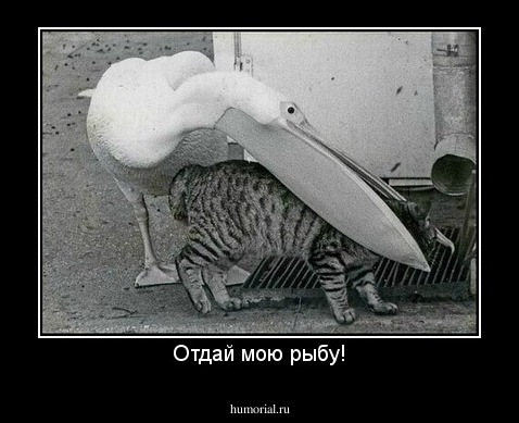 Отдай мою рыбу!