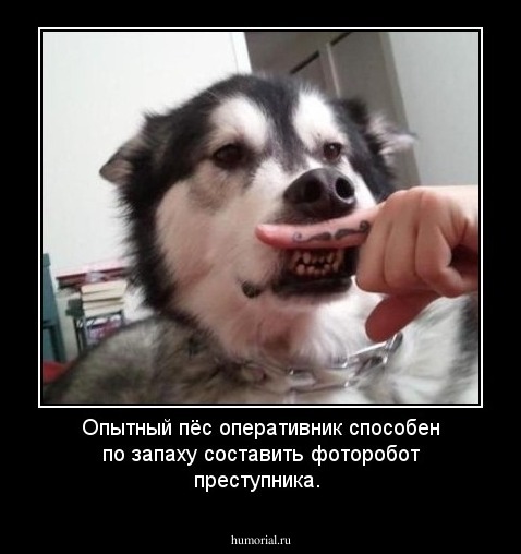 Опытный пёс оперативник способен по запаху составить фоторобот преступника.