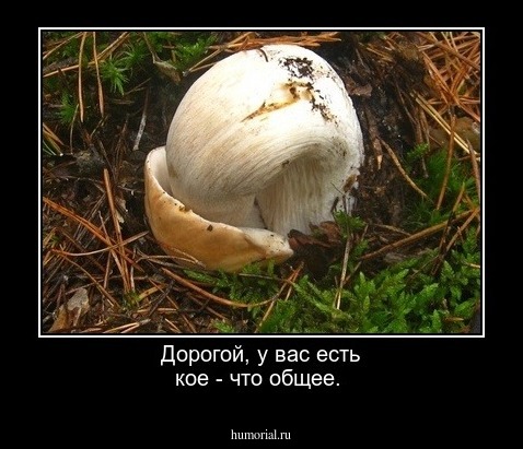 Дорогой, у вас есть кое - что общее.     