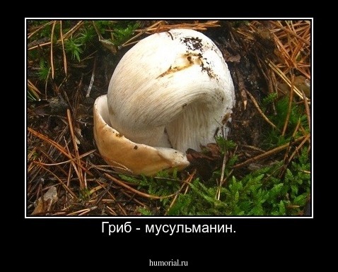 Гриб - мусульманин.