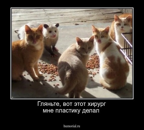Гляньте, вот этот хирург мне пластику делал