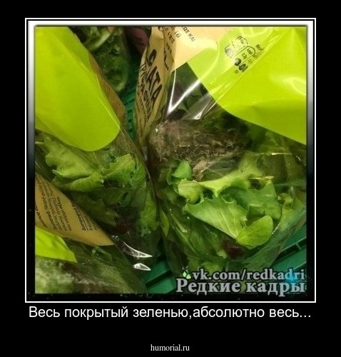 Весь покрытый зеленью,абсолютно весь...