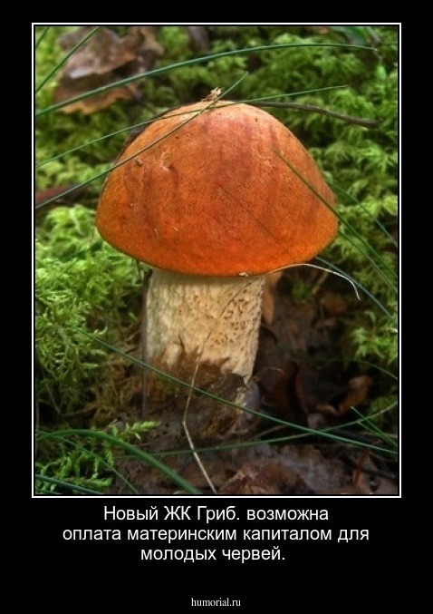 Новый ЖК Гриб. возможна оплата материнским капиталом для молодых червей.