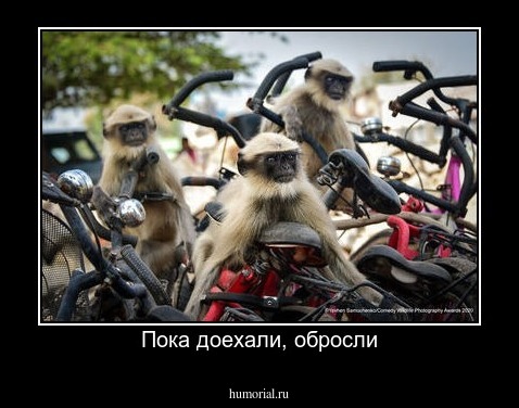 Пока доехали, обросли
