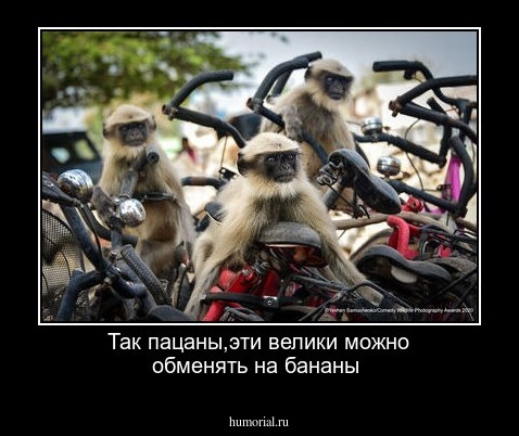 Так пацаны,эти велики можно обменять на бананы