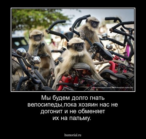 Мы будем долго гнать велосипеды,пока хозяин нас не догонит и не обменяет их на пальму.