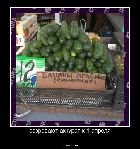 созревают аккурат к 1 апреля