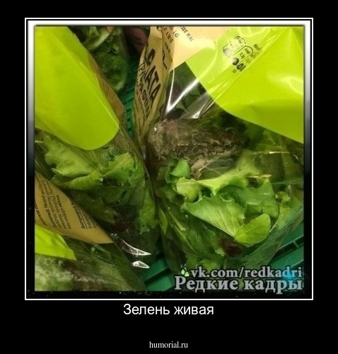 Зелень живая