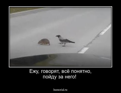 Ежу, говорят, всё понятно, пойду за него!
