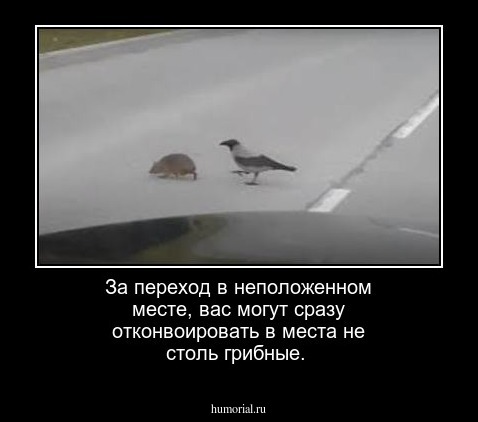 За переход в неположенном месте, вас могут сразу отконвоировать в места не столь грибные.