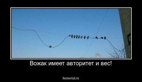  Вожак имеет авторитет и вес!