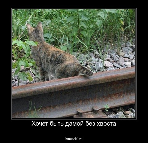 Хочет быть дамой без хвоста