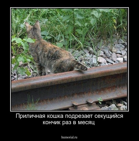 Приличная кошка подрезает секущийся кончик раз в месяц 