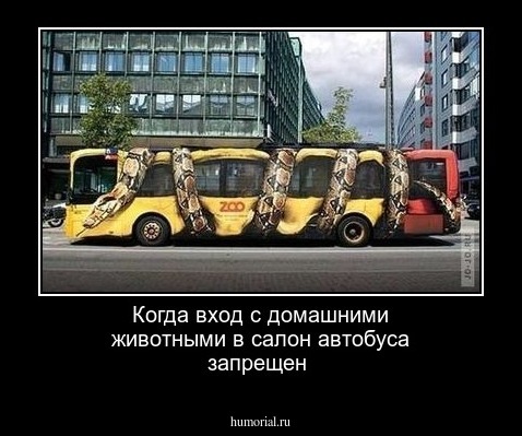 Когда вход с домашними животными в салон автобуса  запрещен