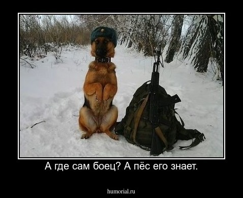 А где сам боец? А пёс его знает.