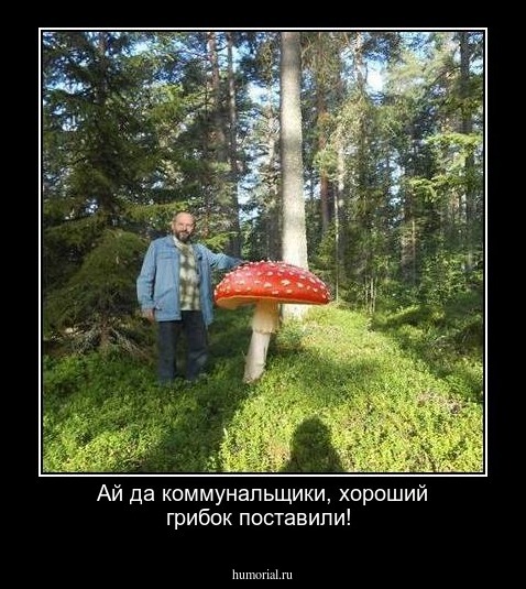 Ай да коммунальщики, хороший грибок поставили!
