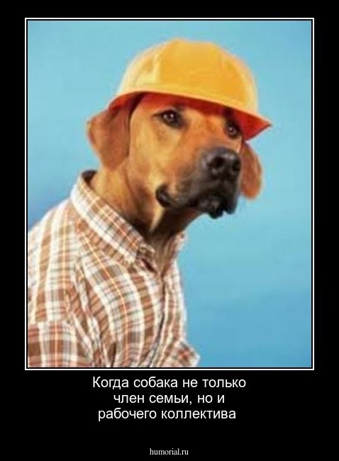 Когда собака не только член семьи, но и рабочего коллектива