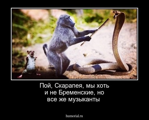 Пой, Скарапея, мы хоть и не Бременские, но все же  музыканты
