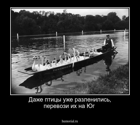 Даже птицы уже разленились, перевози их на Юг