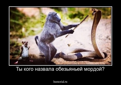 Ты кого назвала обезьяньей мордой?