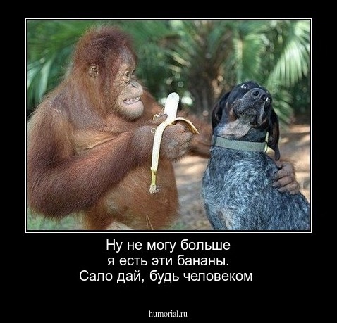 Ну не могу больше я есть эти бананы. Сало дай, будь человеком