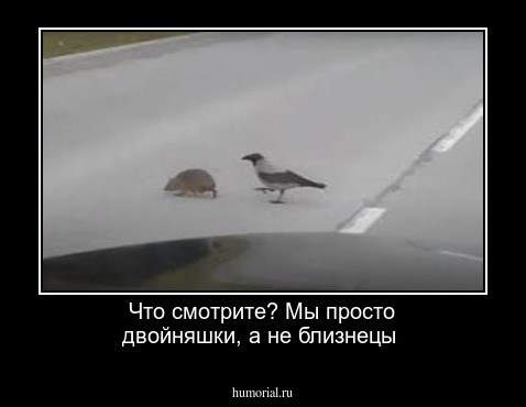 Что смотрите? Мы просто двойняшки, а не близнецы