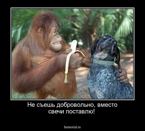 Не съешь добровольно, вместо свечи поставлю!
